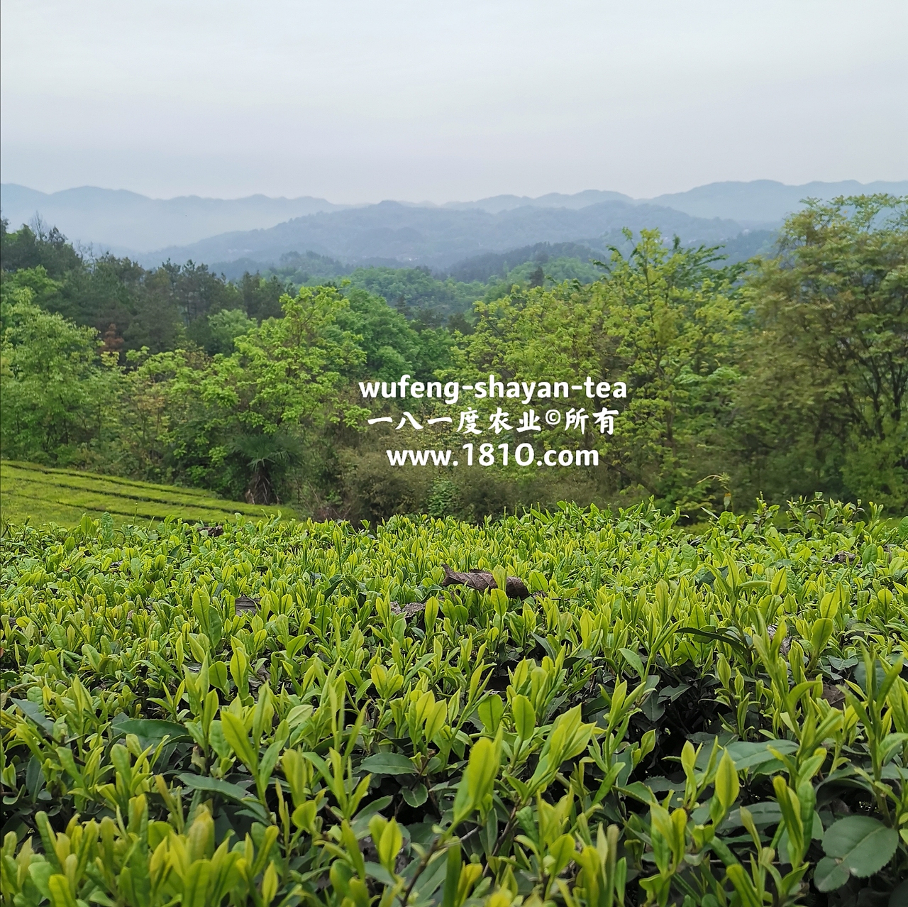 明前采茶拍摄日记（图ZMjU2NzkyNzg0） - 风光摄影 - 站酷设计师食品包装商标原创素材 - 站酷ZCOOL
