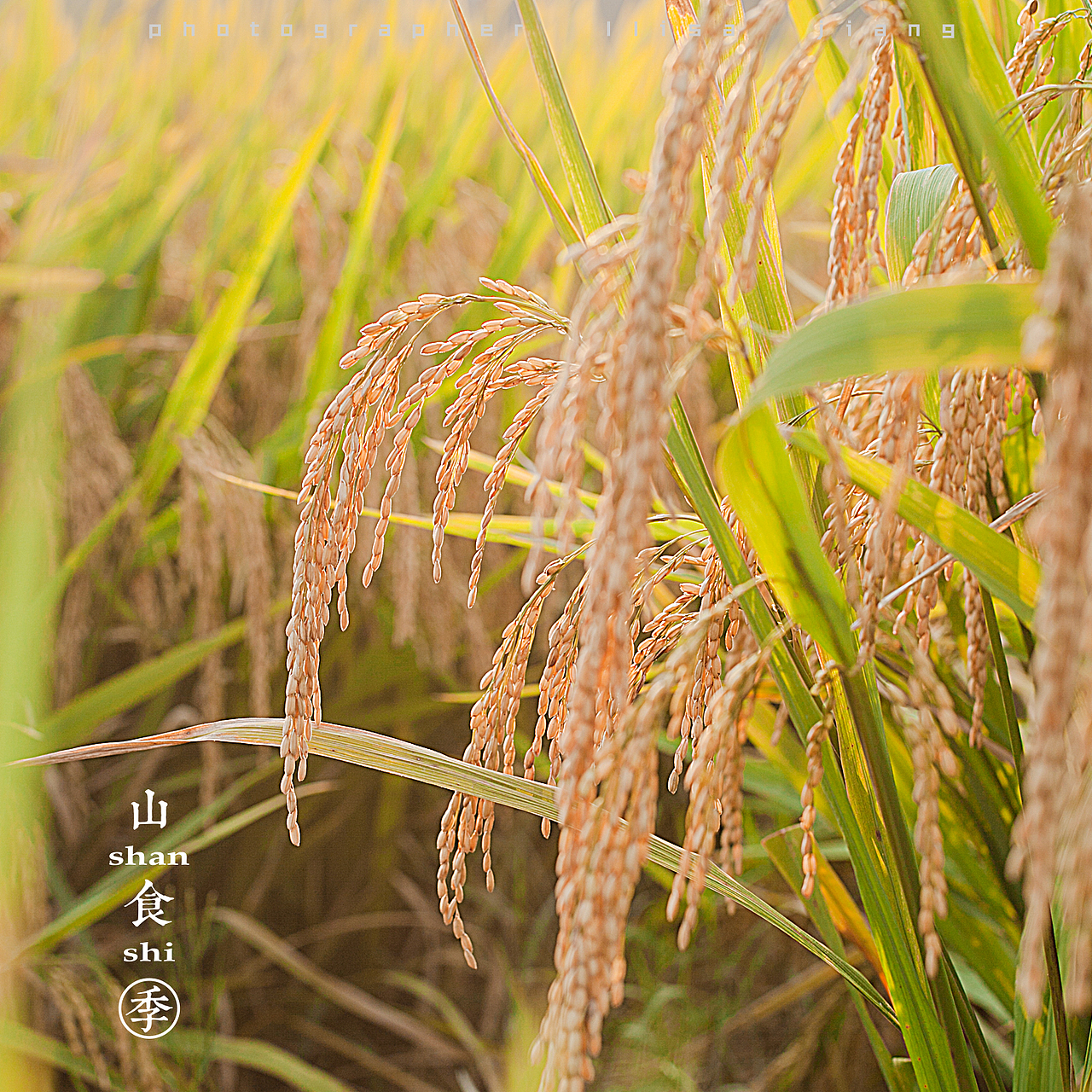 小品四季（图ZMTA4NTgyNTU2） - 产品摄影 - 站酷设计师挲lisa原创素材 - 站酷ZCOOL