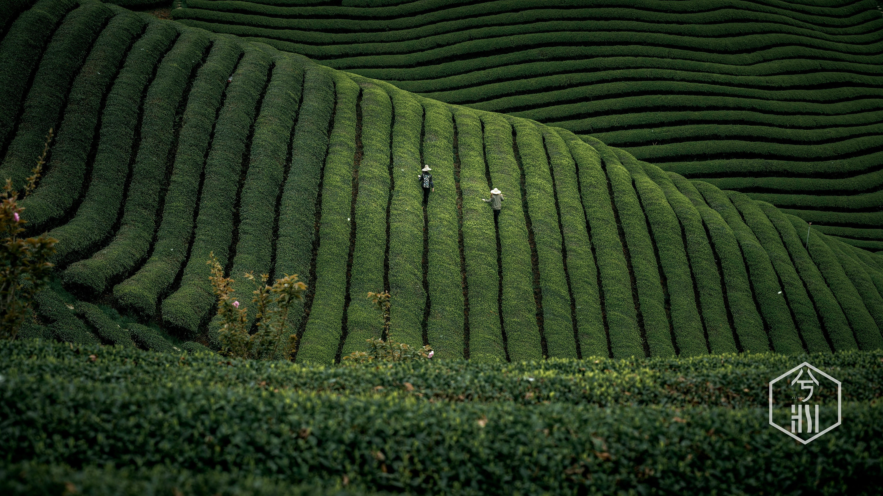 越南是全世界最大的茶叶出口国_外贸社区_聚汇数据