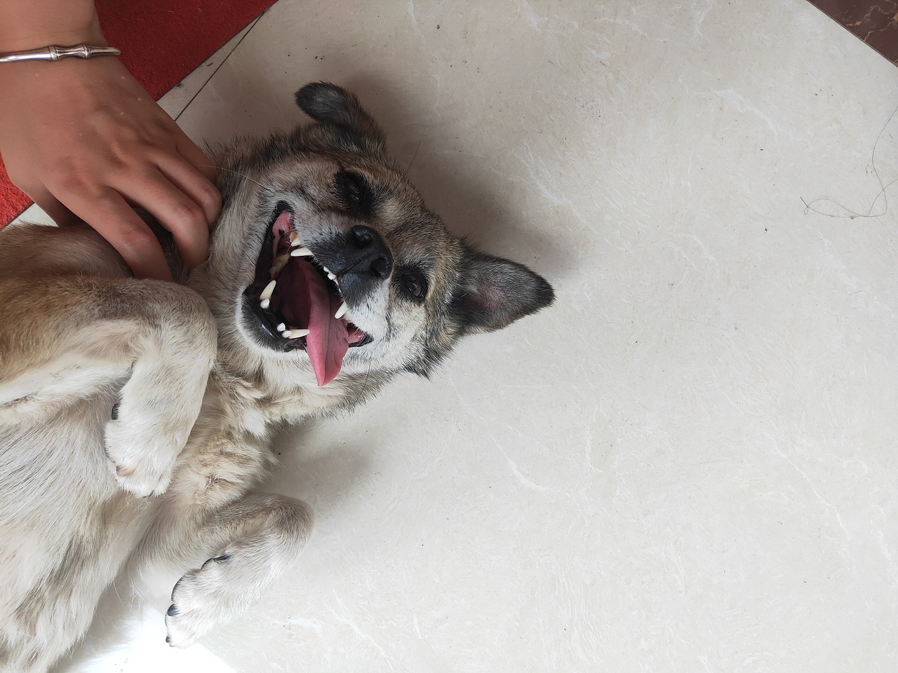 我的老 bady,越老越爱撒娇（图ZMzEyODcyNzgw） - 宠物摄影 - 站酷设计师步舞挣耶原创素材 - 站酷ZCOOL