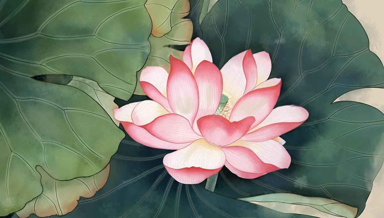 工筆國畫插畫 花鳥 荷花（圖ZNTY2NjY0MzI=） - 商業(yè)插畫 - 站酷設(shè)計師速度感原創(chuàng)素材 - 站酷ZCOOL