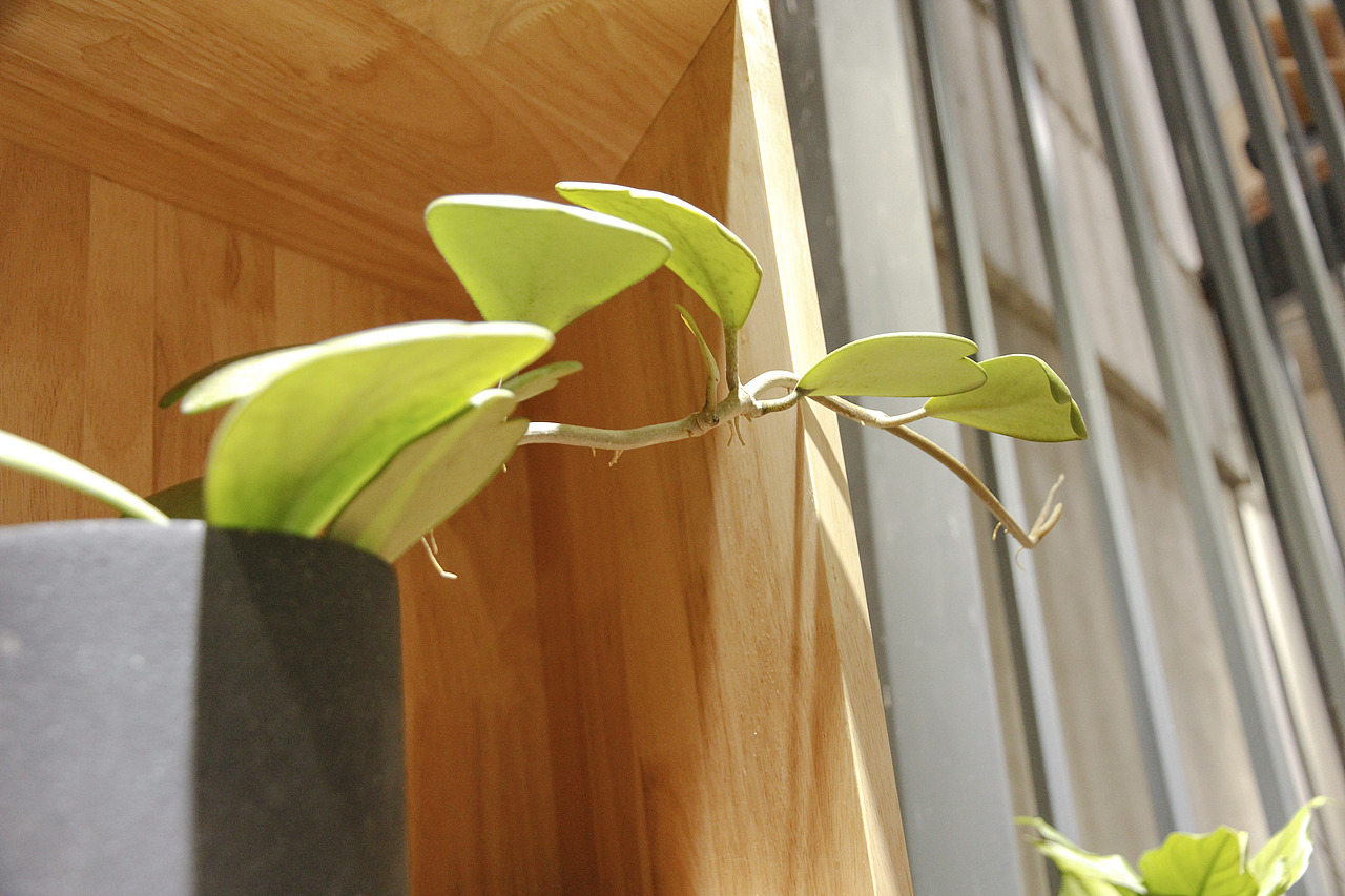 如同“山谷”的一般植物书店