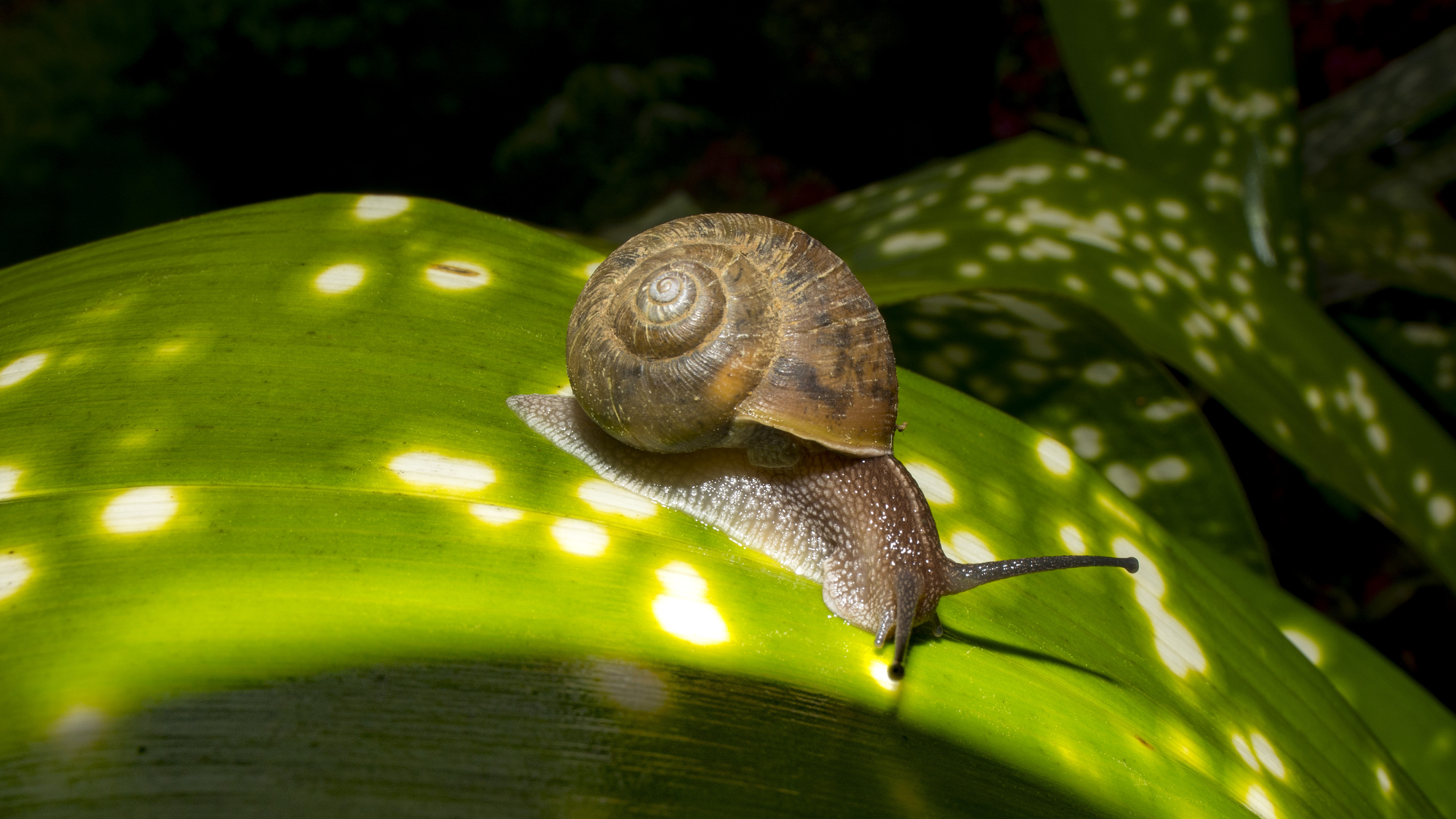 蜗牛|摄影|宠物摄影|东东设计_原创作品-站酷(zcool)