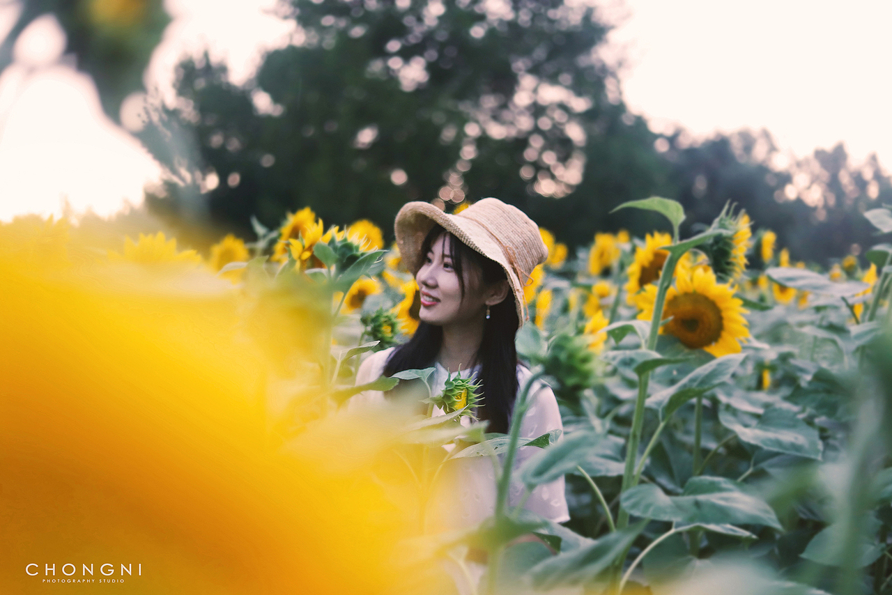 这个季节,向日葵和你一样绽放美丽