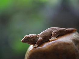 秋塢居爬寵蜥蜴石雕寫實作品