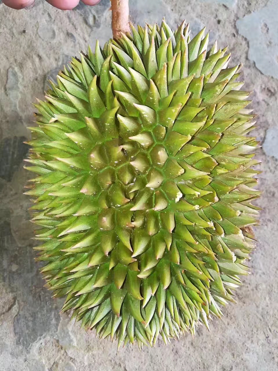 以往野生猫山王榴莲