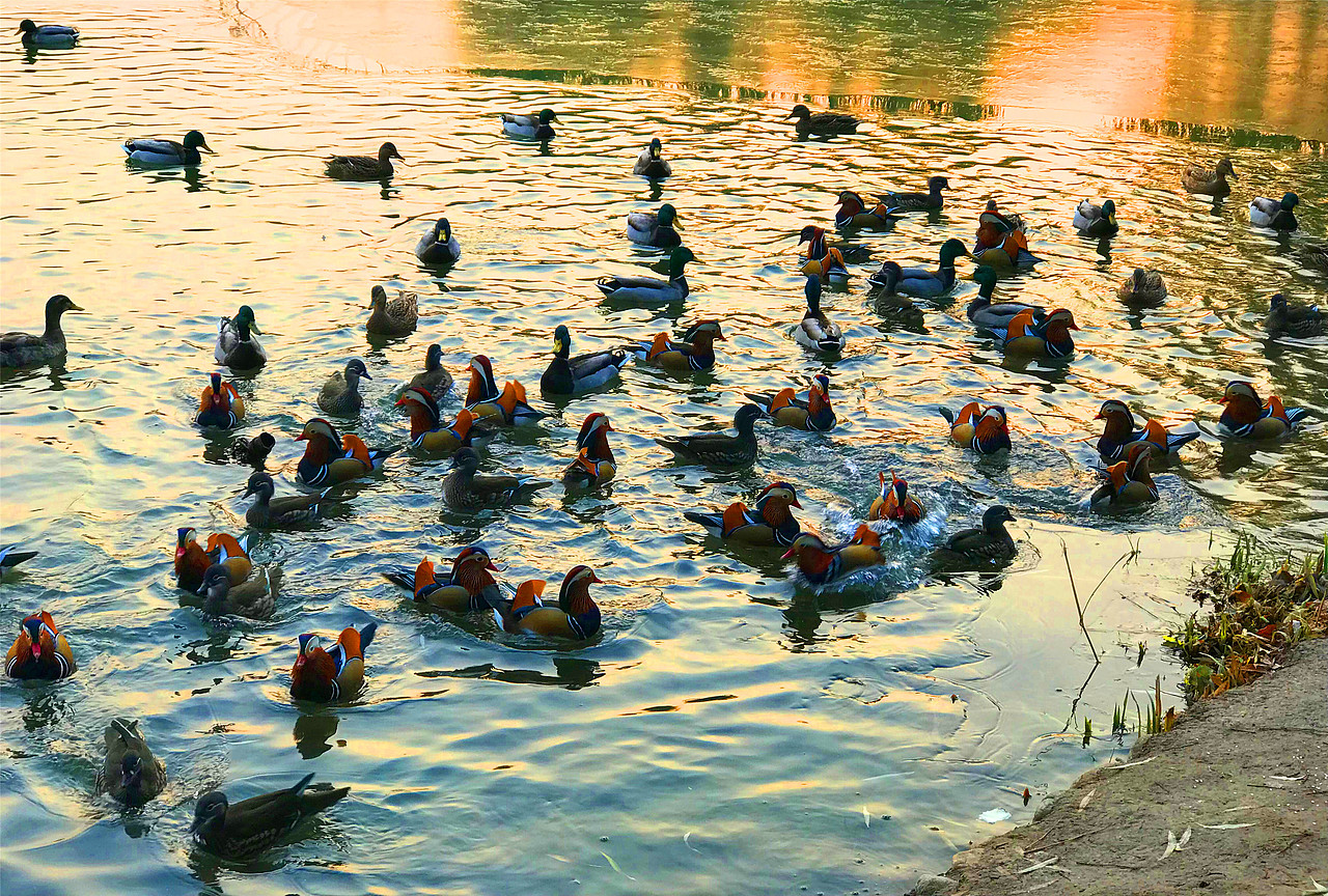 刘勇良摄影作品鸳鸯戏水系列选登