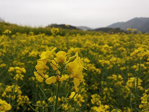油菜花