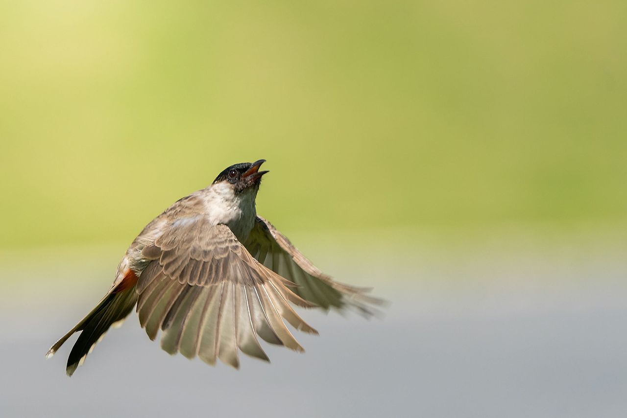 感悟自然·年度观鸟精华