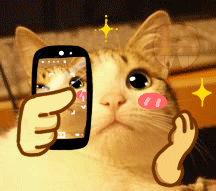 呆呆小熊恶搞猫狗表情