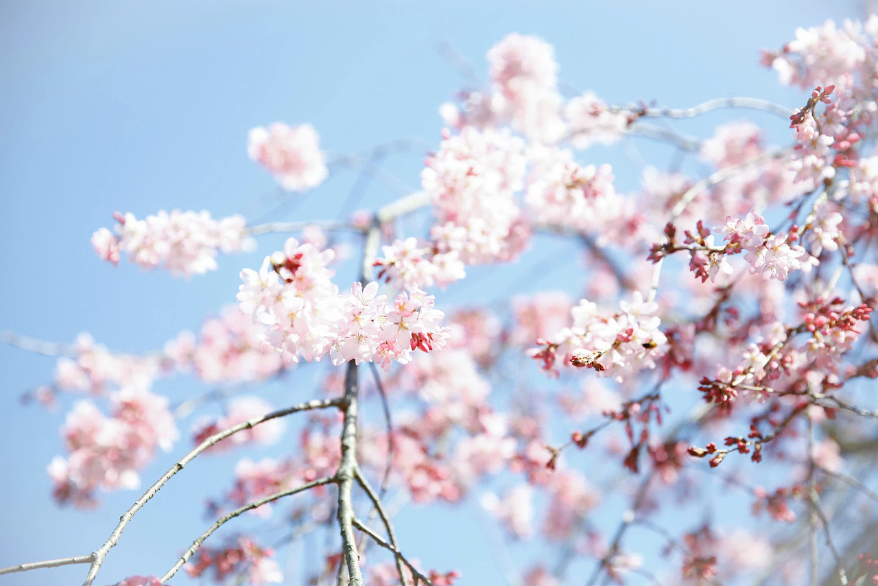 一生总要感受一次樱花时节的霓虹