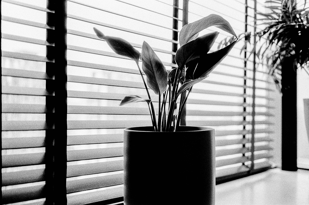 正式入坑旁轴——福伦达 Bessa T