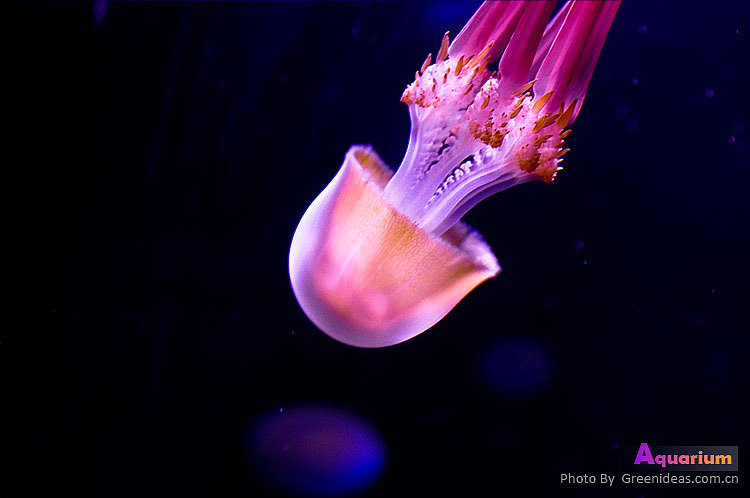 海洋馆（图ZMjI3OTgzMg==） - 风光摄影 - 站酷设计师木木家CC原创素材 - 站酷ZCOOL