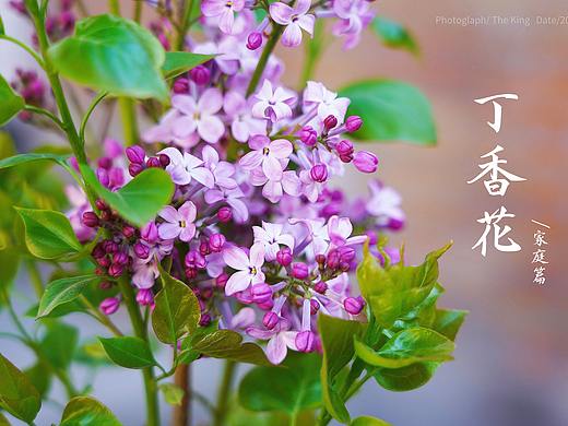 疫情期间家里的花都开了（个人主页-ZNDM5OTk2NDg=） - 产品摄影 - 站酷设计师微微vivi原创素材 - 站酷ZCOOL