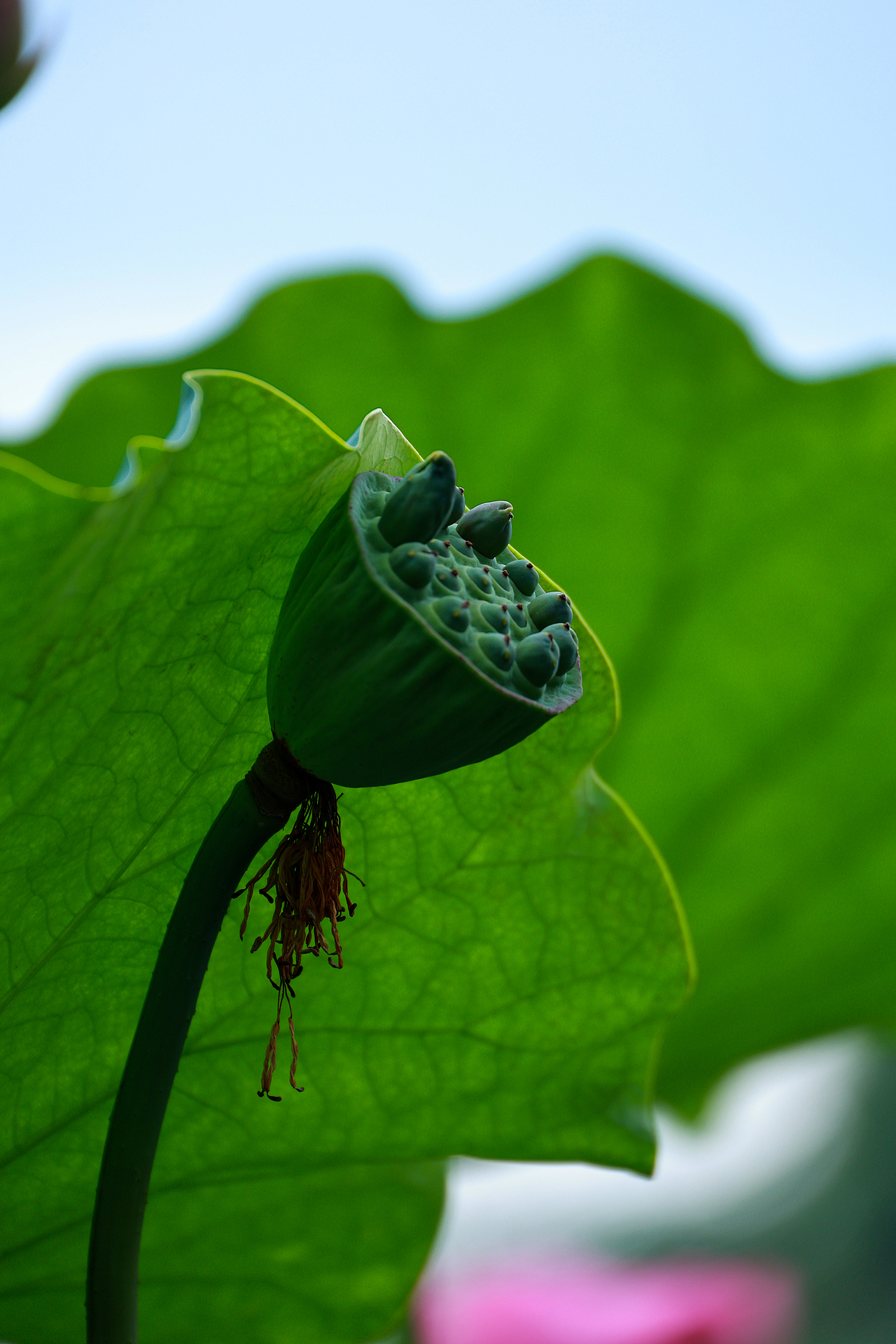 廉洁如荷,高洁不染