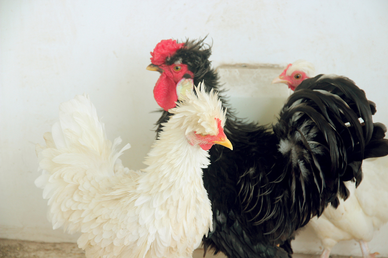 五德禽（圖ZMTA1MjA3Mjcy） - 寵物攝影 - 站酷設(shè)計(jì)師風(fēng)陵師太原創(chuàng)素材 - 站酷ZCOOL