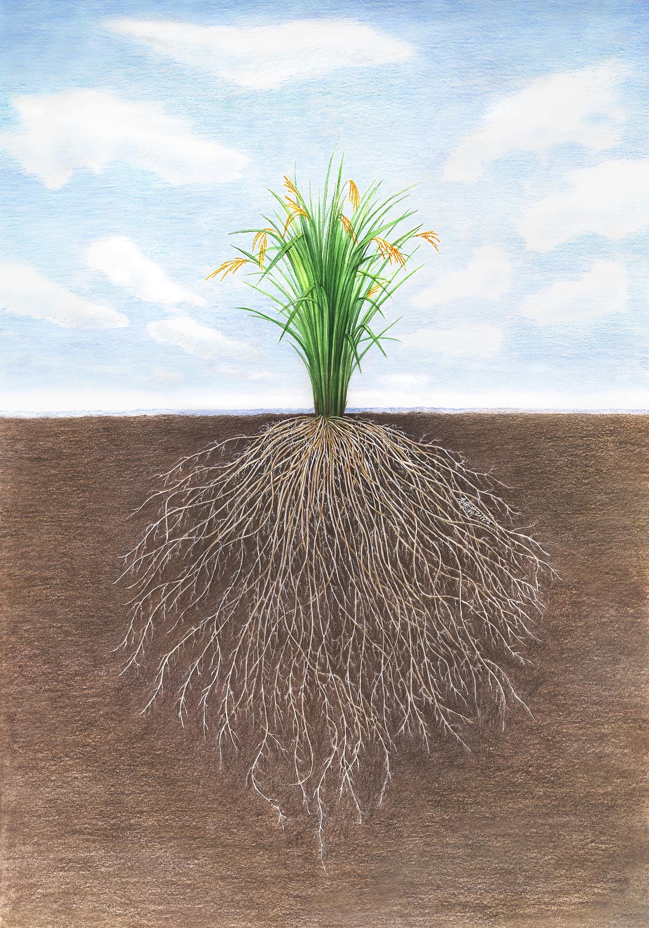 水稻根系协同微生物利用土壤氮元素养分图