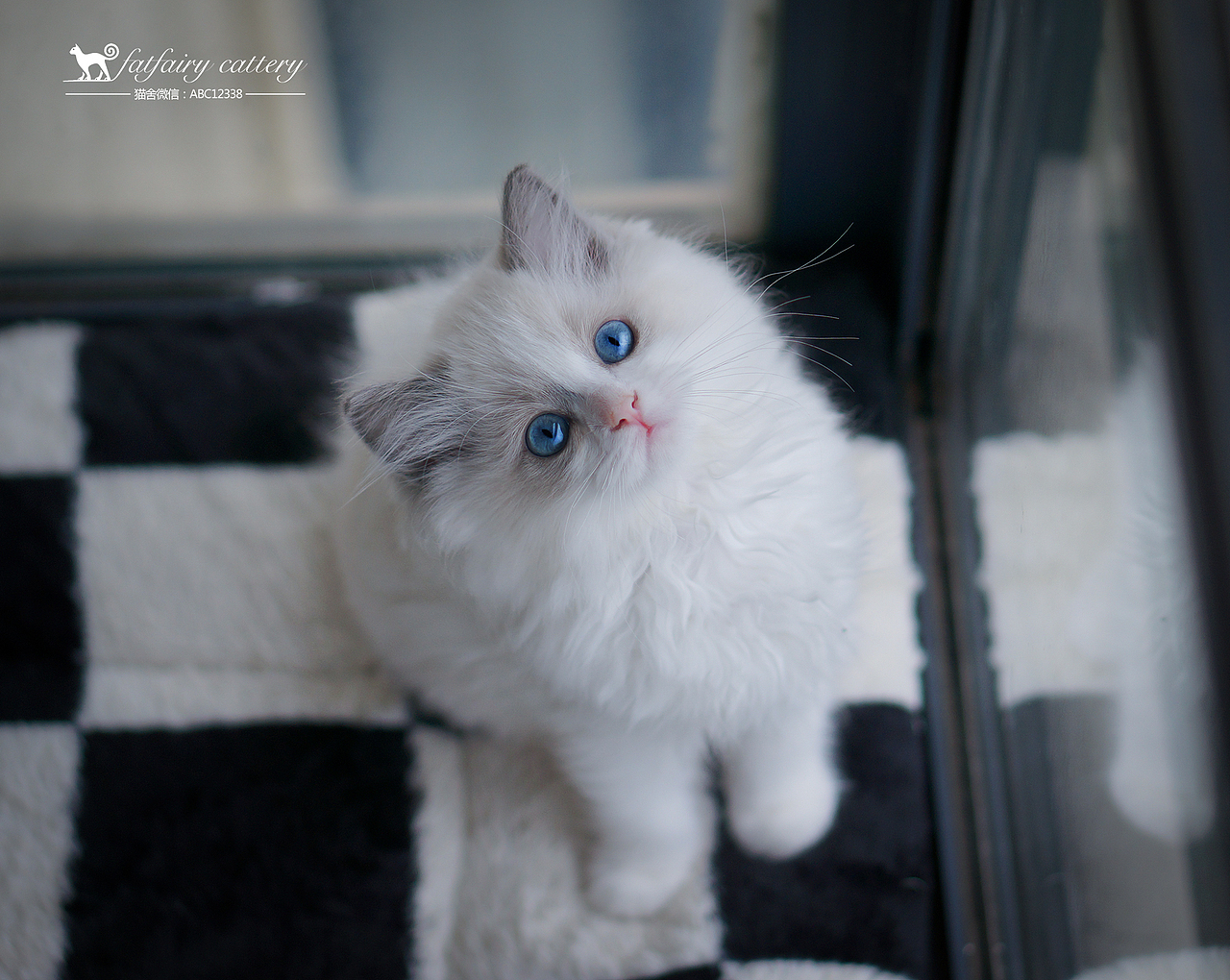 蓝双布偶猫/仙气系列 *【panda西原创作品4】