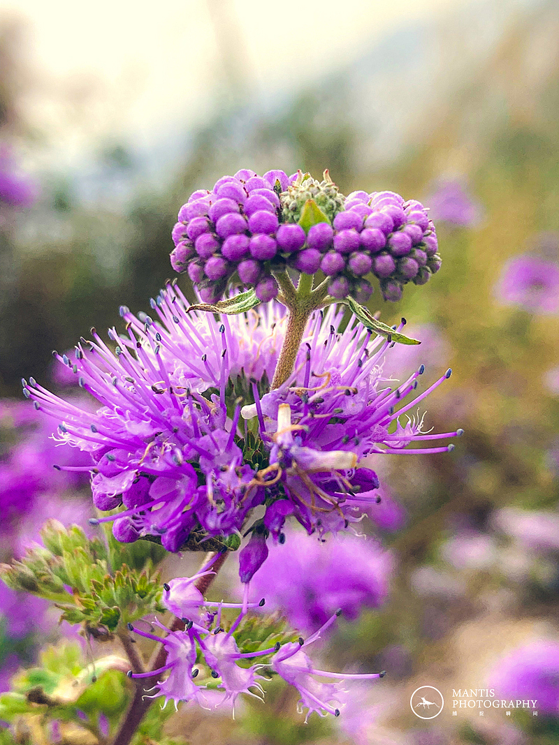MANTIS 随拍2021（图ZMjgxNjA5ODA0） - 风光摄影 - 站酷设计师aaa62621185原创素材 - 站酷ZCOOL