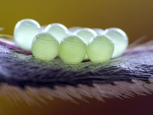 光影视觉里的探微-瓜哥带你走一圈虫虫世界的美