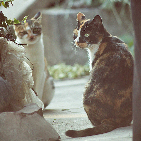 邻村阿婆那里三只猫