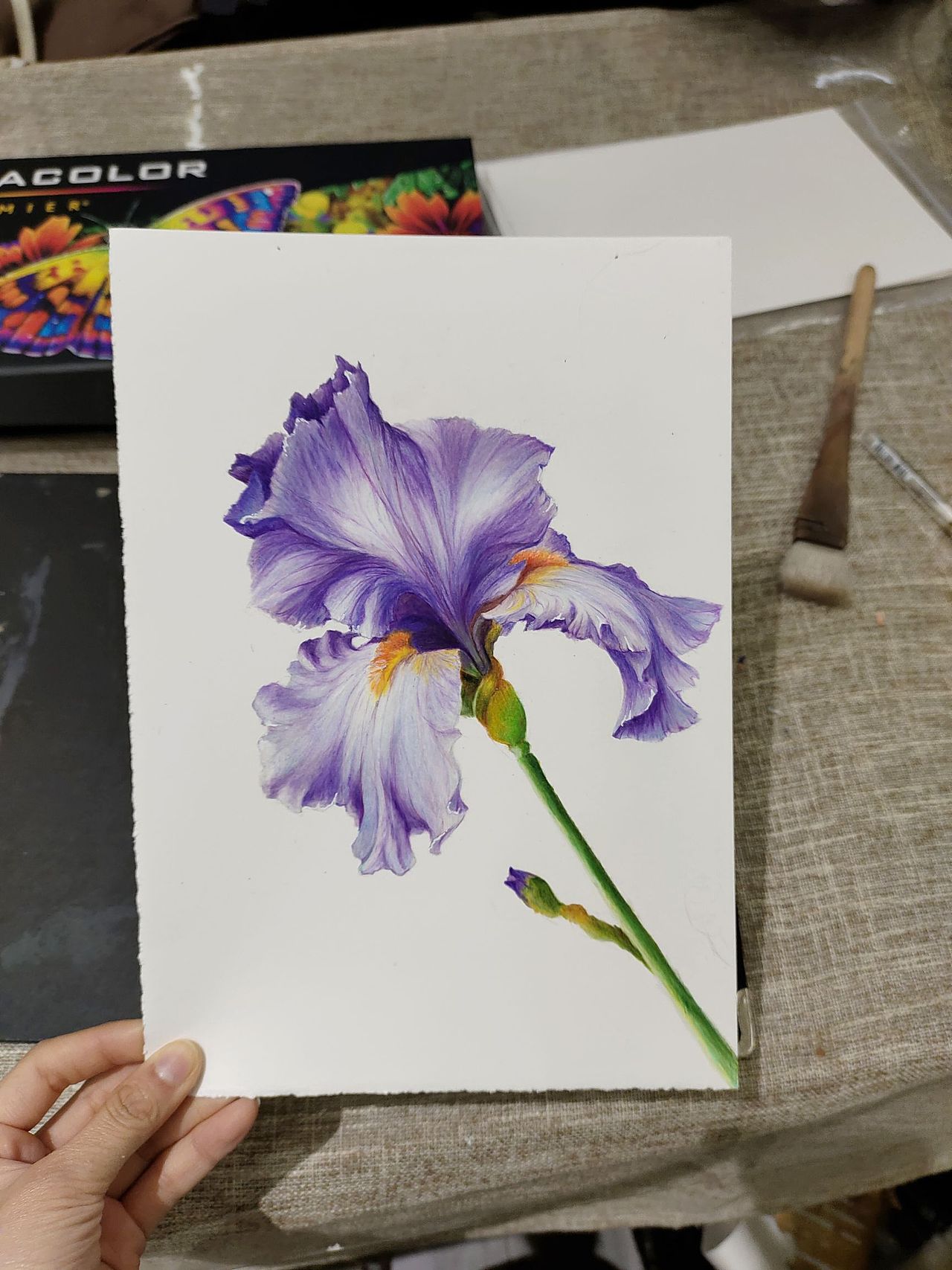 彩铅手绘-紫色鸢尾（图ZMzMxMzI3ODUy） - 艺术插画 - 站酷设计师暴躁分子kalasu原创素材 - 站酷ZCOOL