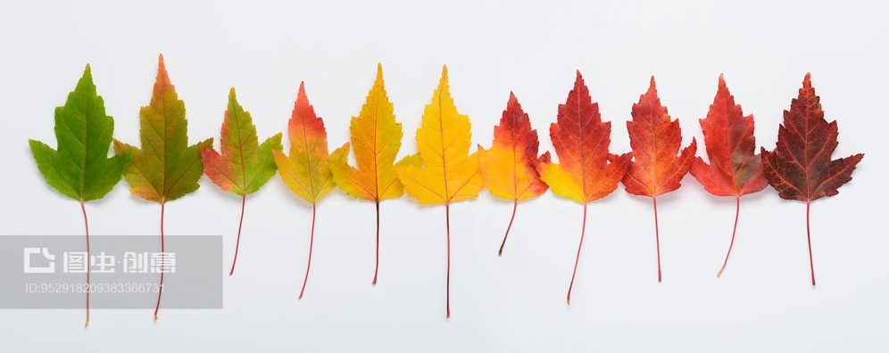 微涼1998的個人主頁（封面預覽） - 主頁封面設置 - 站酷設計師微涼1998原創(chuàng)素材 - 站酷ZCOOL