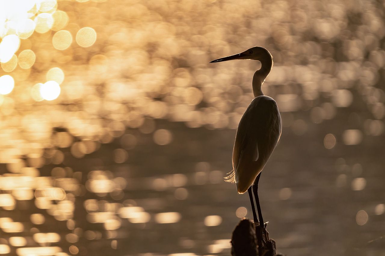 感悟自然·年度观鸟精华