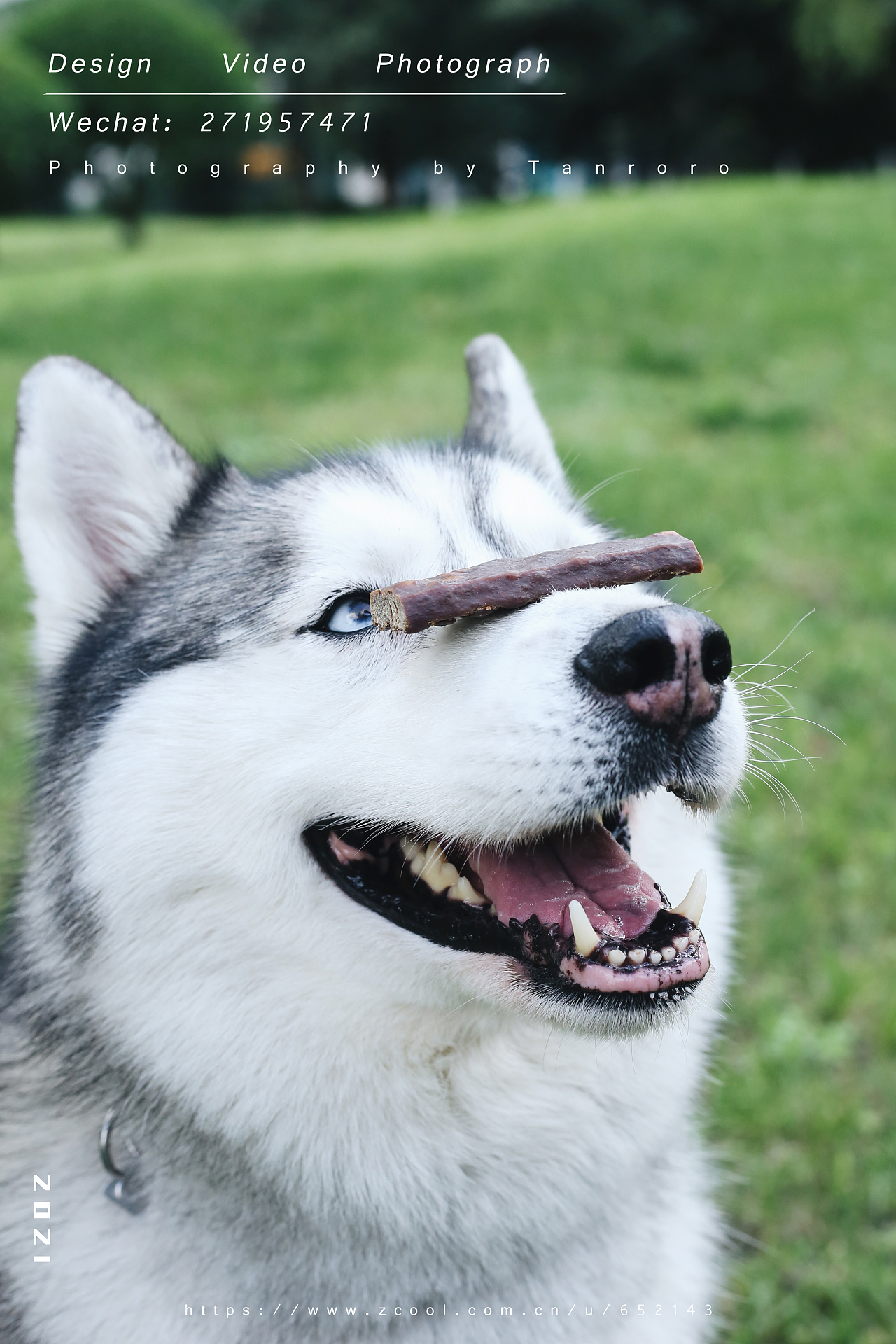 好久没拍灰灰啦~全世界最配合的哈士奇~|摄影|宠物摄影|tanrorolin