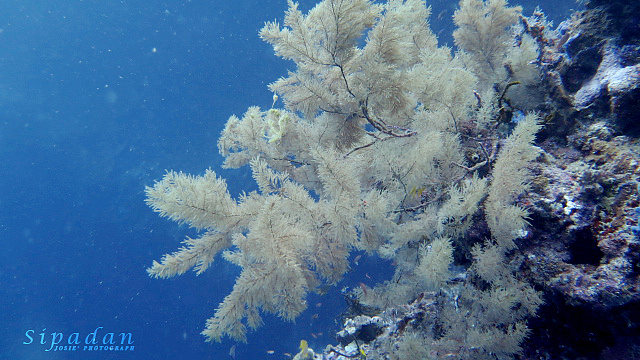 海底奇遇记——仙本那（图ZNTMxNjg5Mjg=） - 风光摄影 - 站酷设计师晓若xiaoruo原创素材 - 站酷ZCOOL