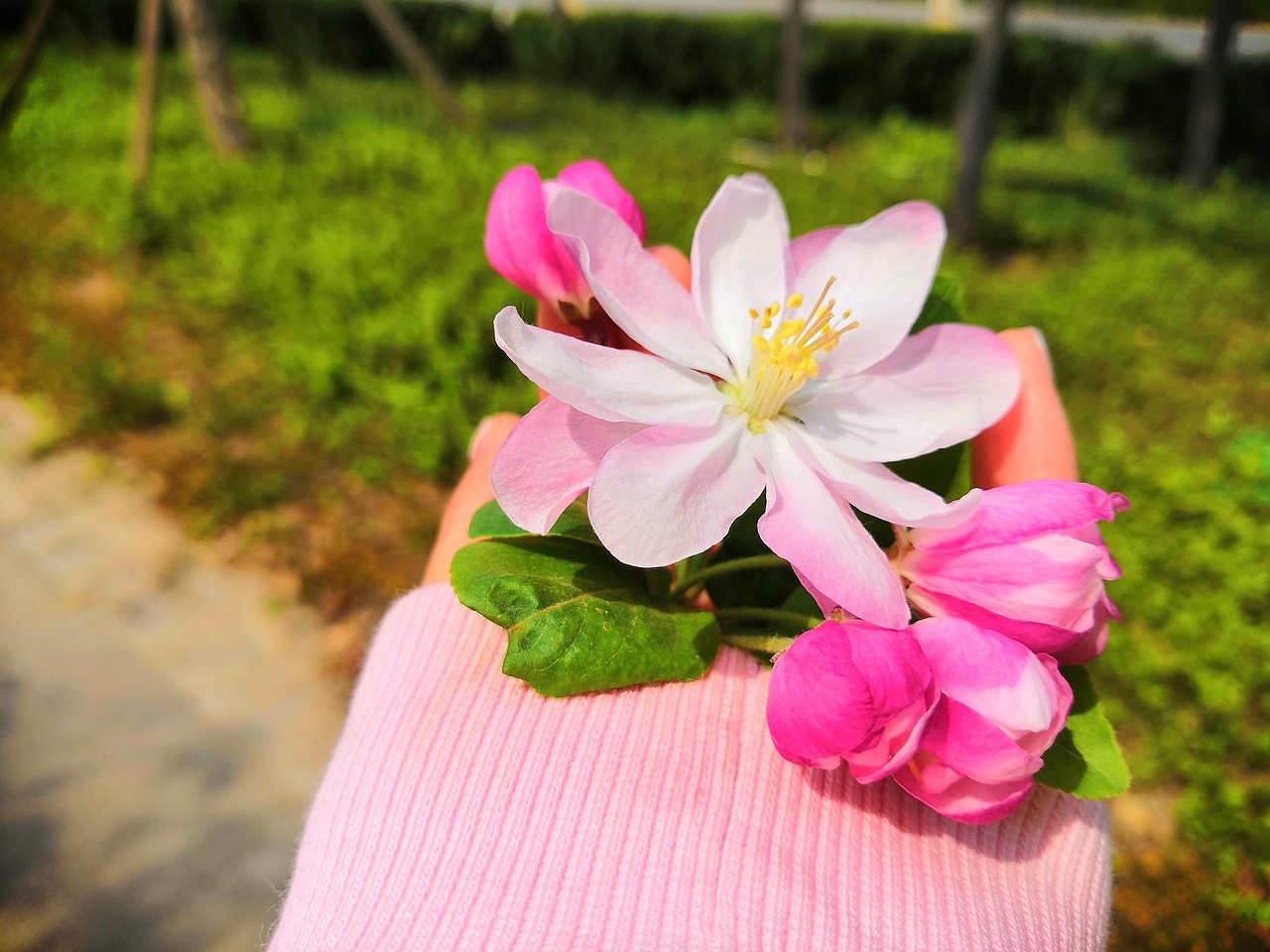 樱花（图ZMTUxMTk1NzY4） - 风光摄影 - 站酷设计师ZTT翟婷原创素材 - 站酷ZCOOL