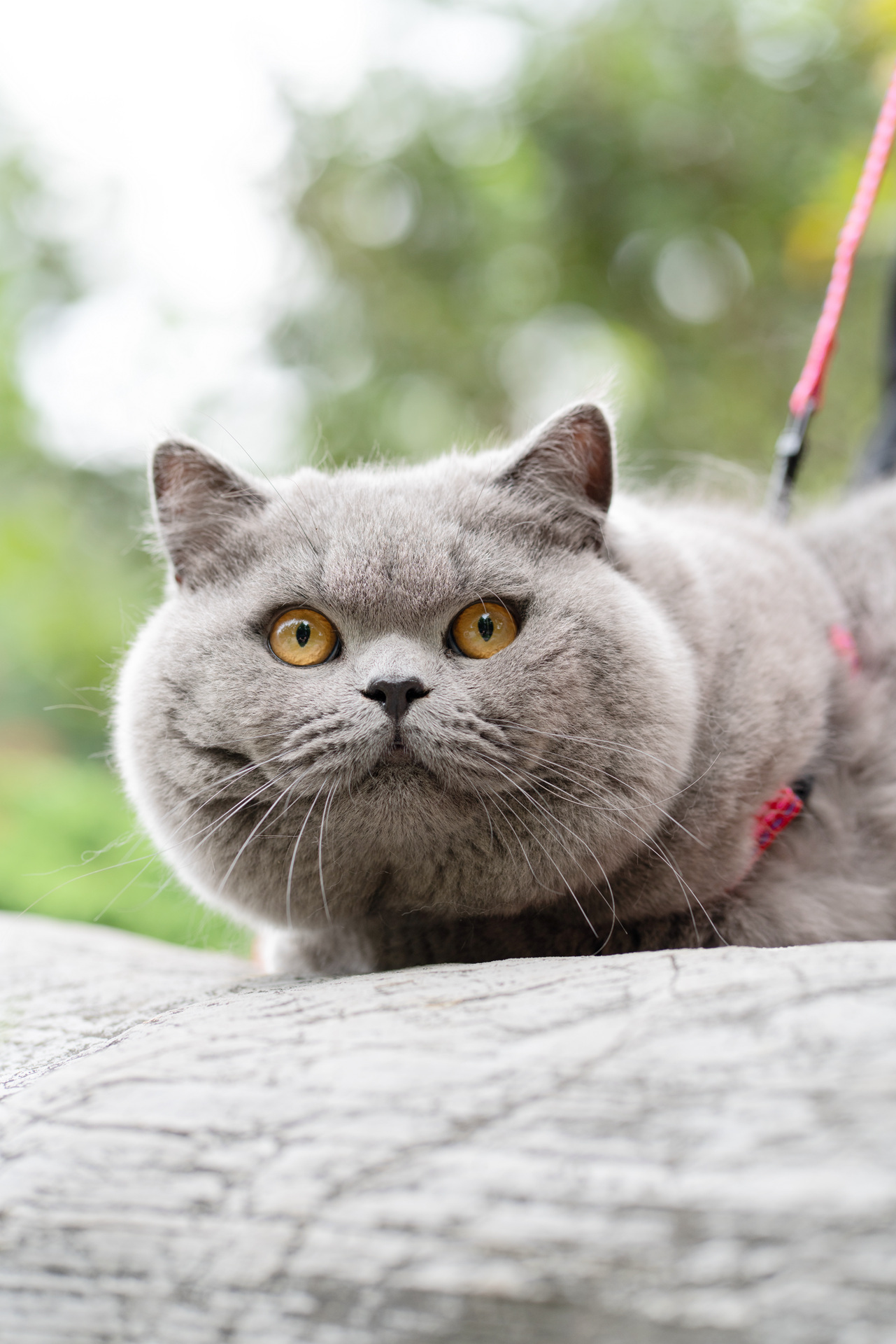 英短 蓝猫 纯蓝色 英国短毛猫 沐米猫舍 适合当种猫