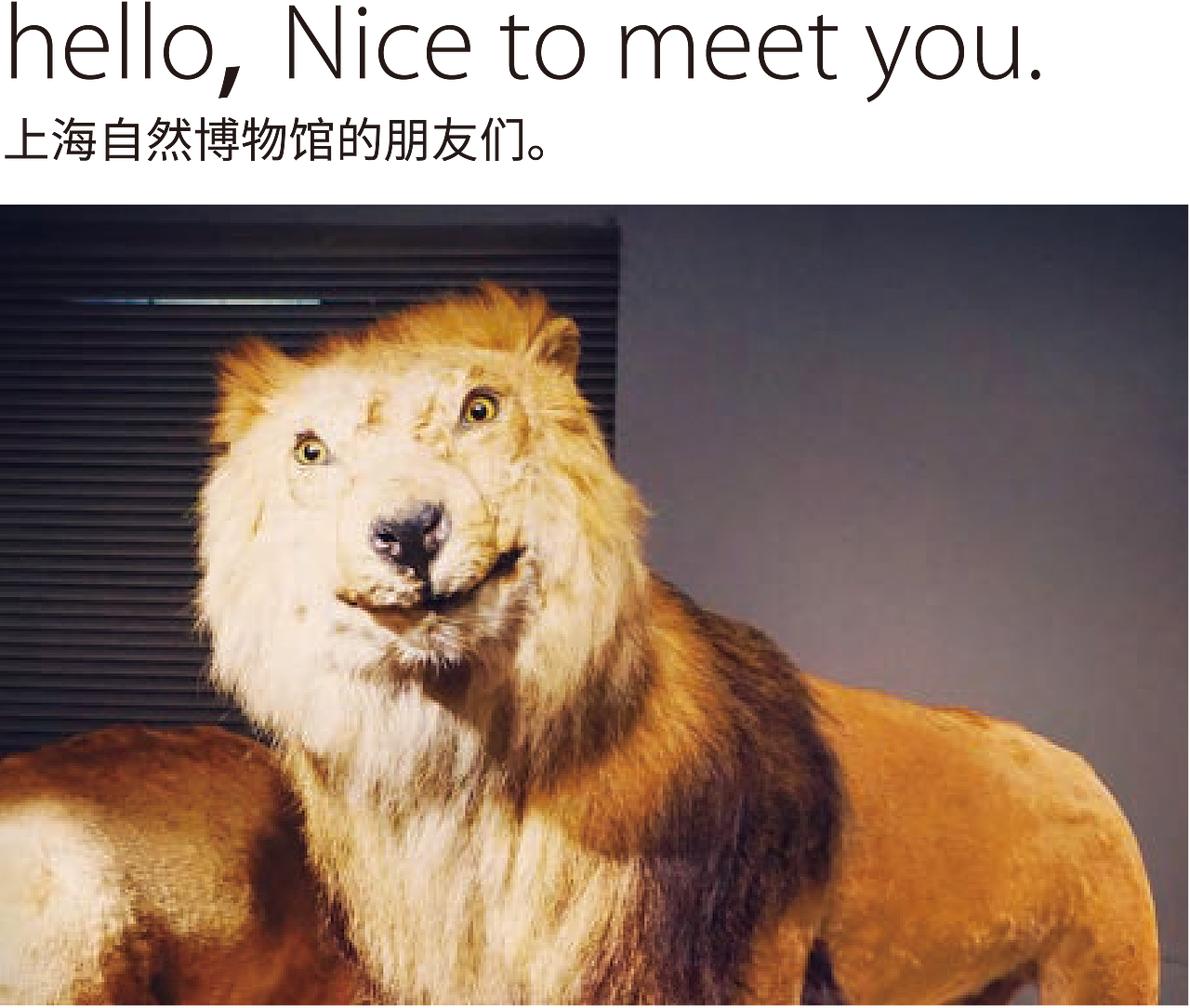 萌狮 ----- 上海自然博物馆的迷之微笑