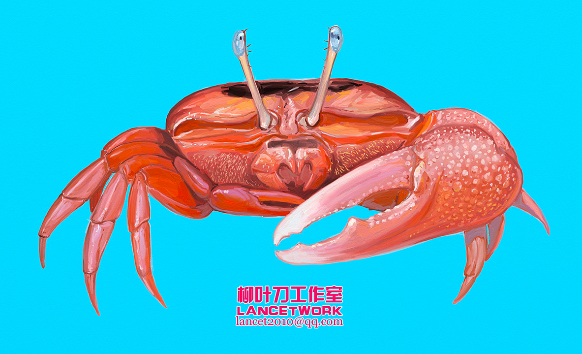 动植物插画小品