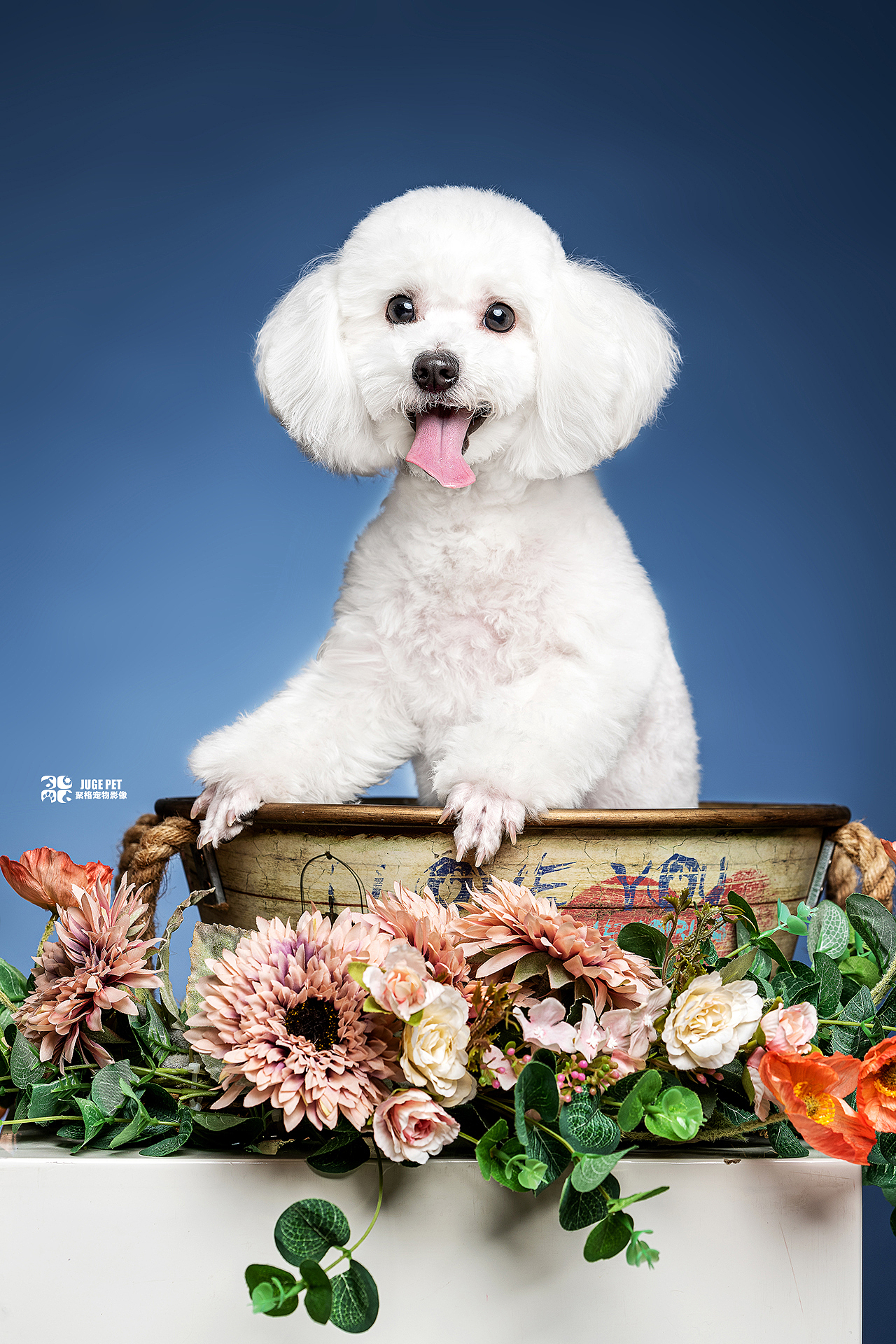 聚格宠物摄影｜比熊犬拍摄（图ZMjk4MjAwNjYw） - 宠物摄影 - 站酷设计师聚格宠物原创素材 - 站酷ZCOOL