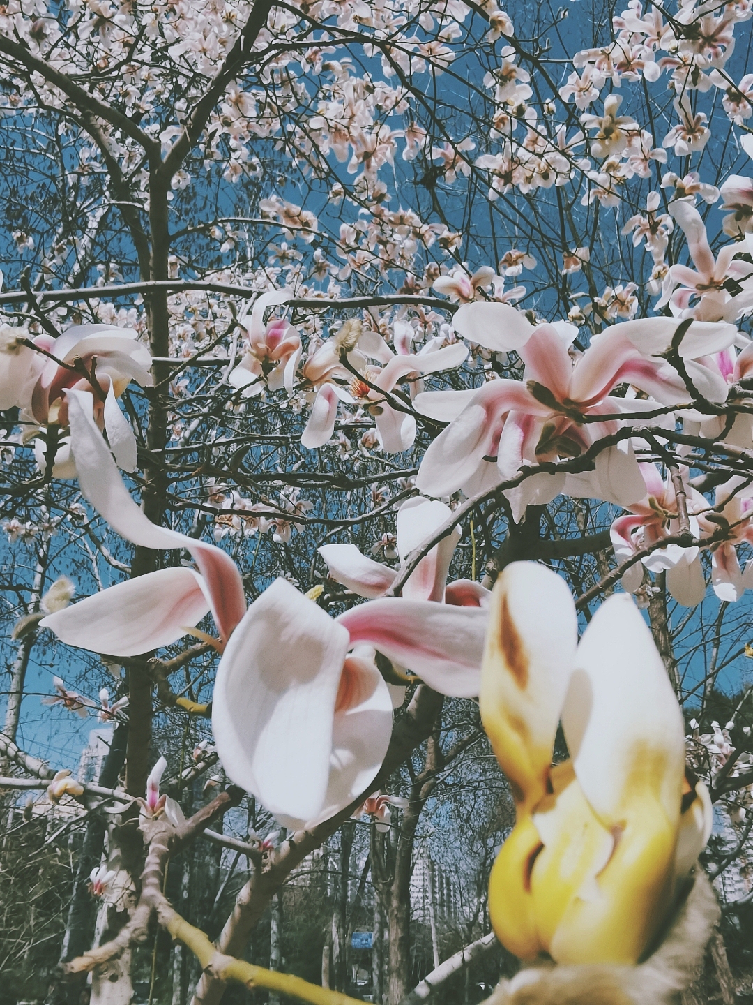 春暖花开（图ZMjAxMTIyNTcy） - 风光摄影 - 站酷设计师纸鸢在飞原创素材 - 站酷ZCOOL