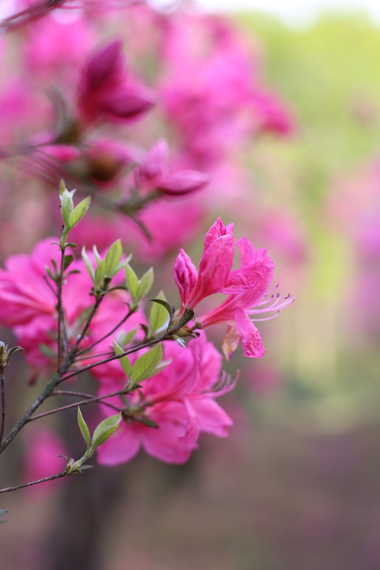 杜鹃花 |摄影|风光摄影|cxm512246664_原创作品-站酷zcool