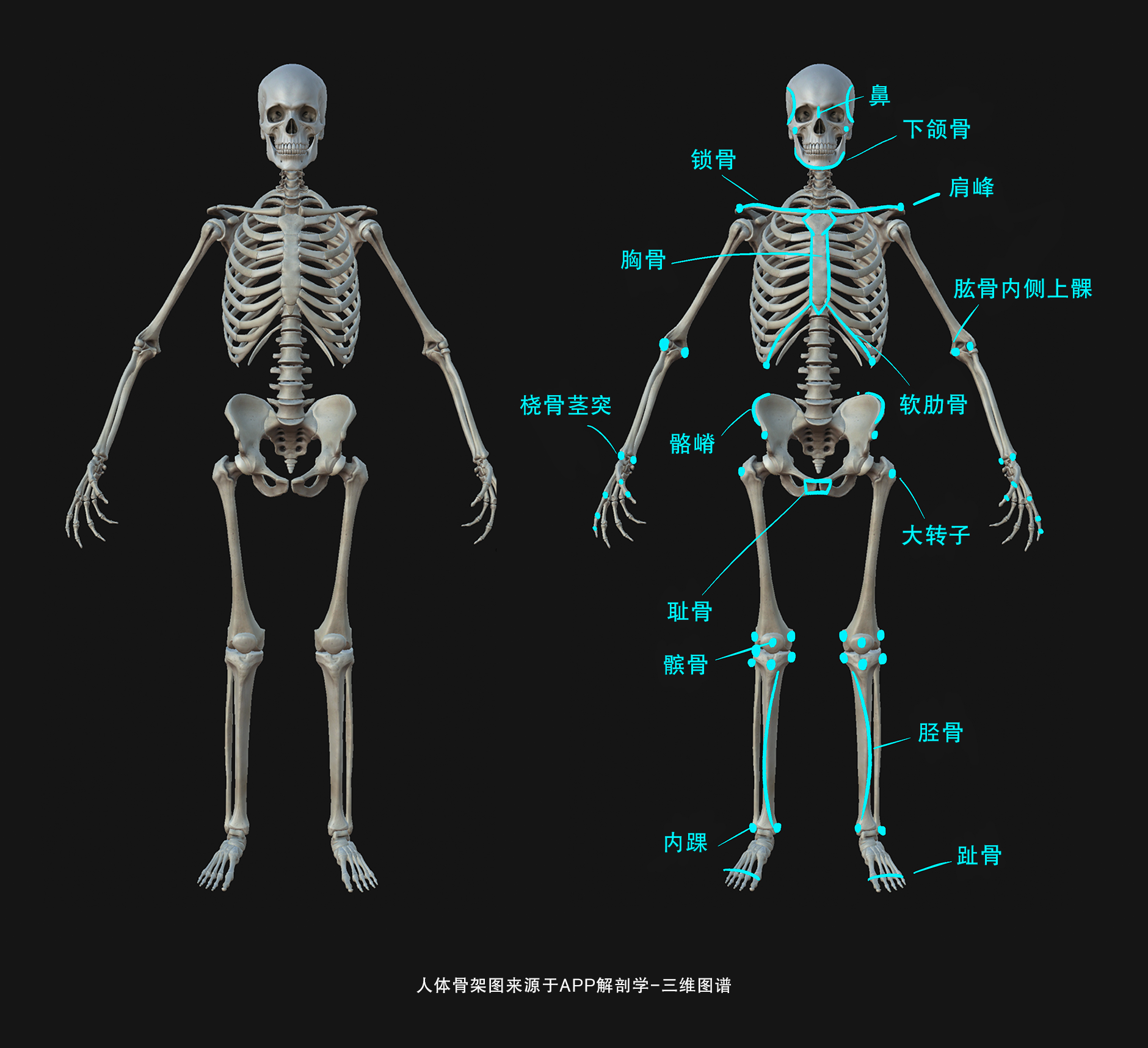 Complete Anatomy这款解剖学APP有人买过吗？和3D Body比怎么样？ - 知乎
