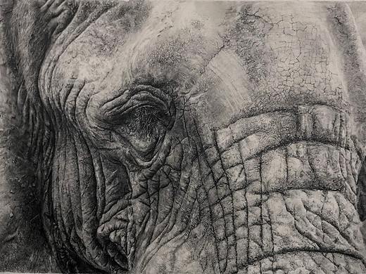 素描大象