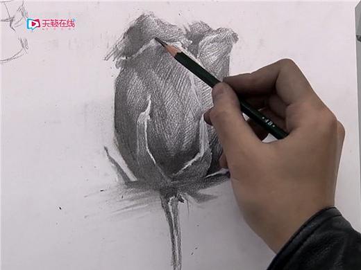 素描单体玫瑰花是如何一步步的形成的