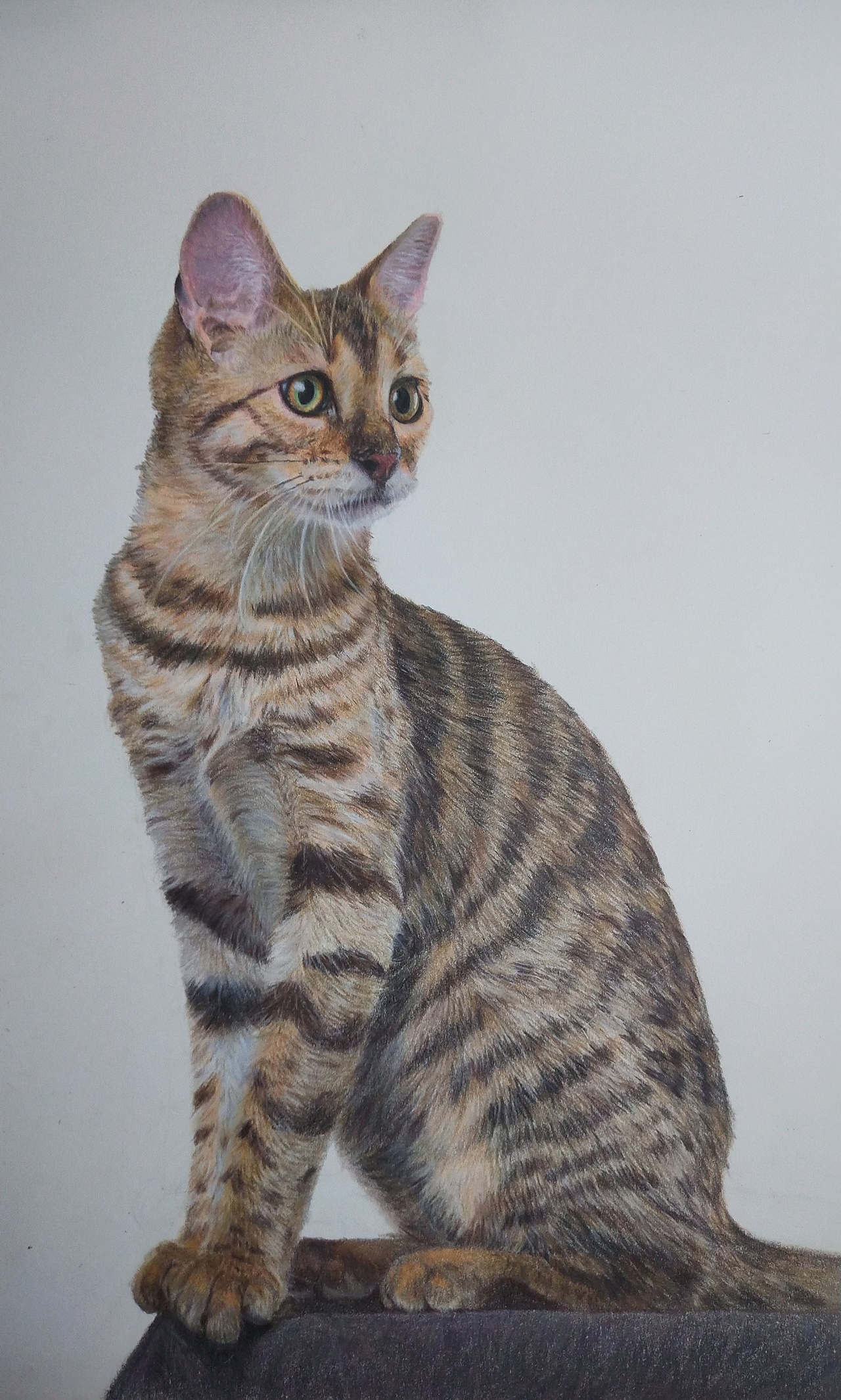 写实彩铅《猫》