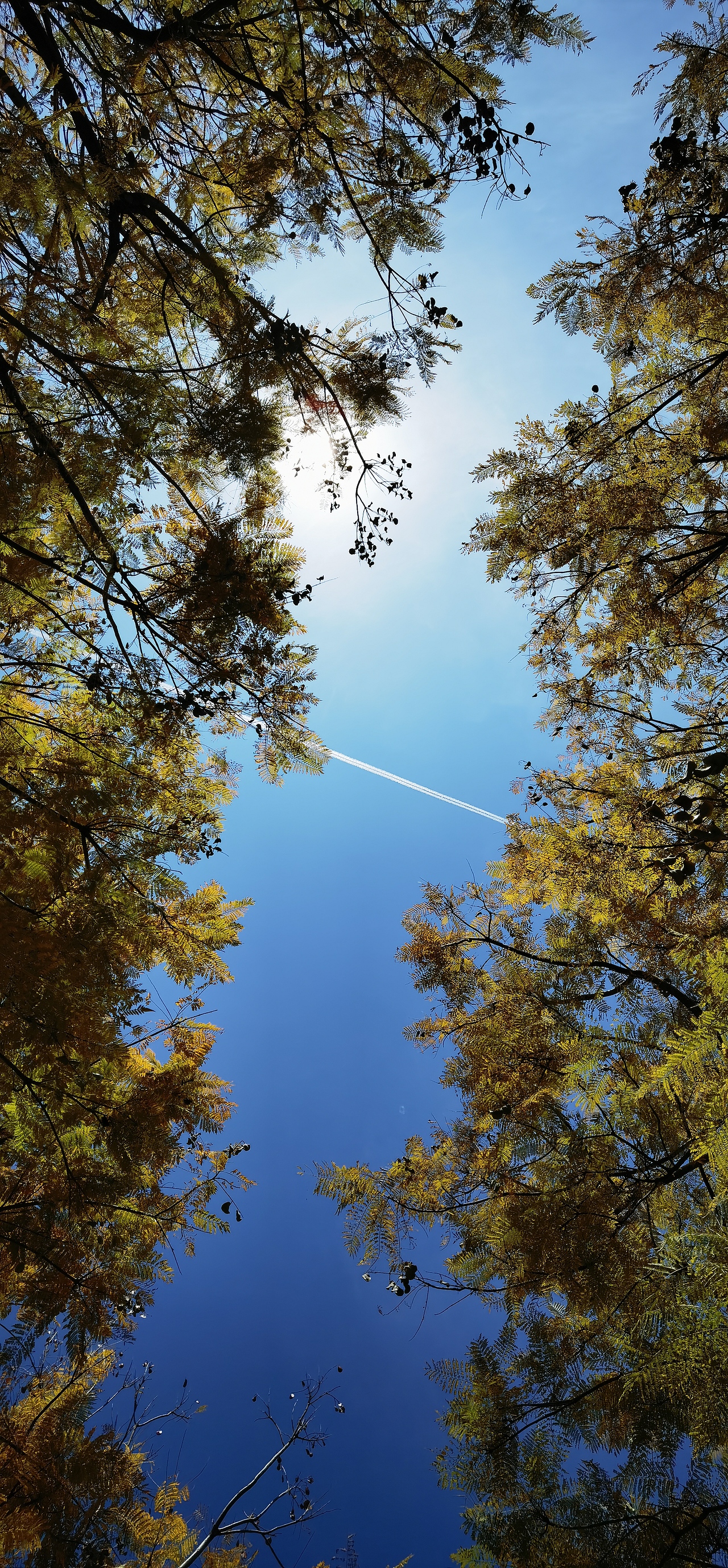 春天里的蓝花楹（图ZMjkxNDg2MzA0） - 其他摄影 - 站酷设计师林超的小屋原创素材 - 站酷ZCOOL