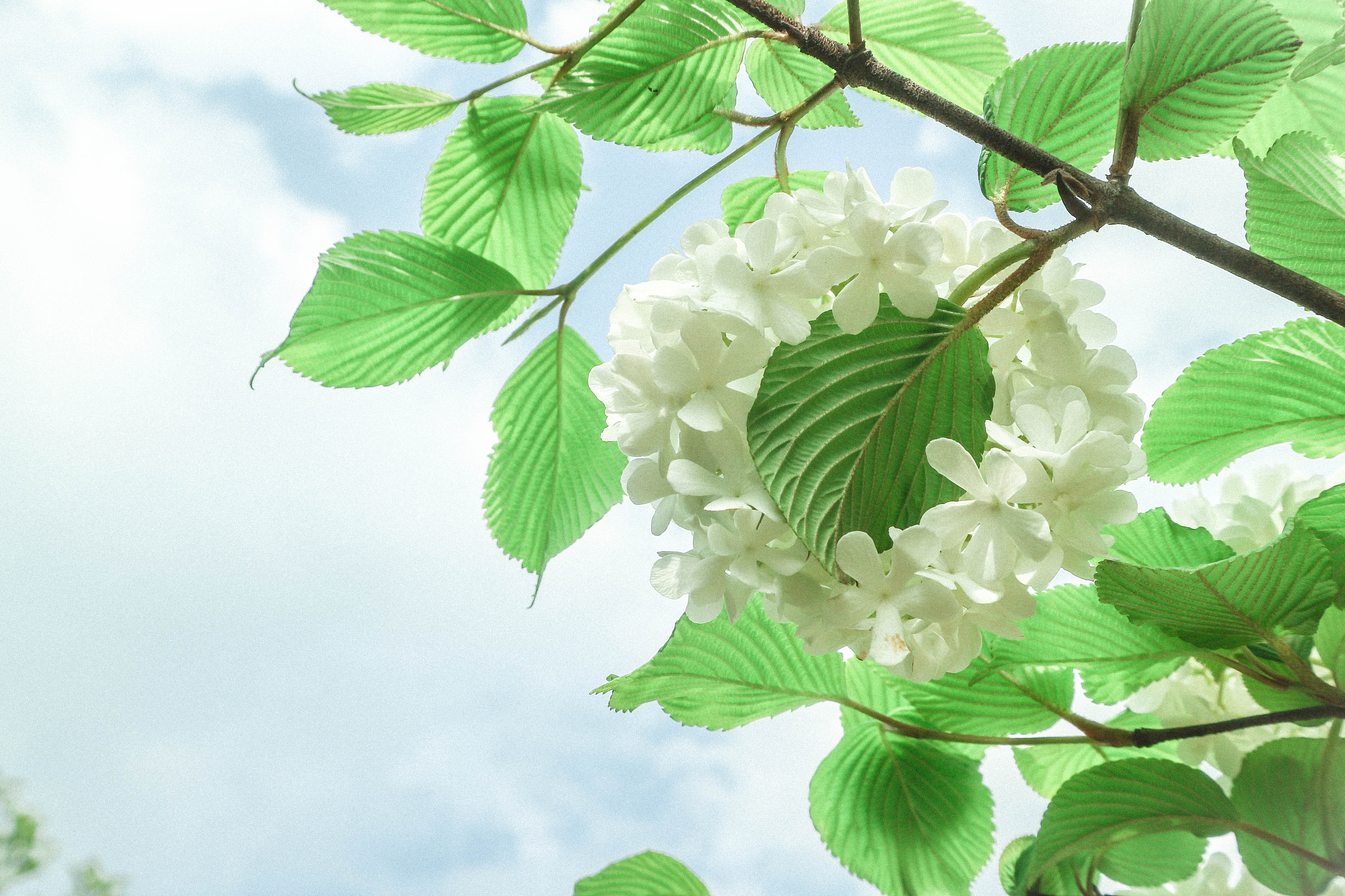 荚蒾花 木绣球 总是 好好看啊