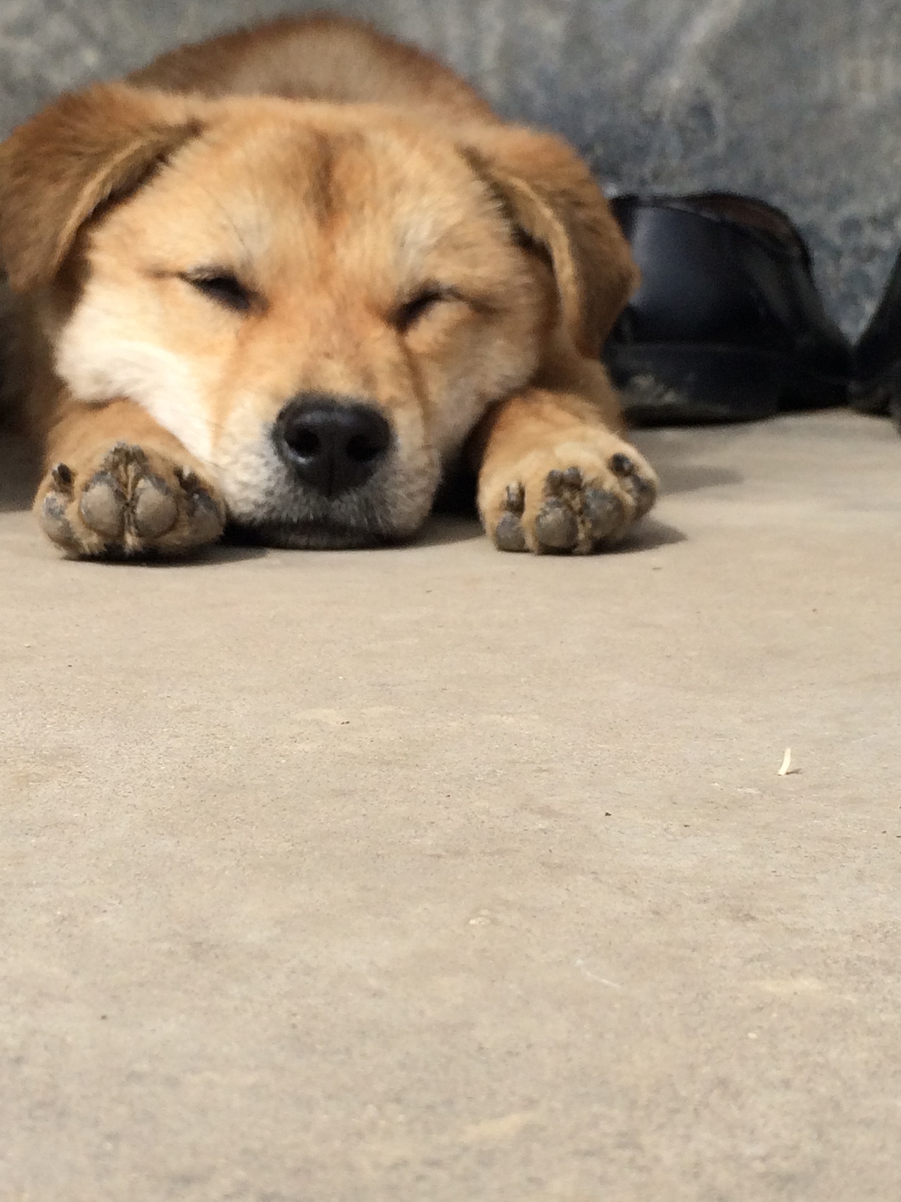 人们都说什么品种的狗狗可爱聪明,但我依就觉得土狗机灵聪明丝毫不亚于其他品种的狗狗,养了很多的狗狗还特通灵性……