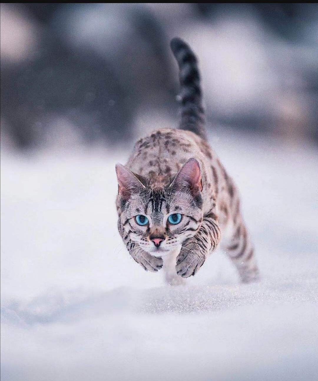 雪中的猫爪印 库存照片. 图片 包括有 季节, 宠物, 敌意, 脚印, 按照, 宏指令, 模式, 爪子 - 194253238