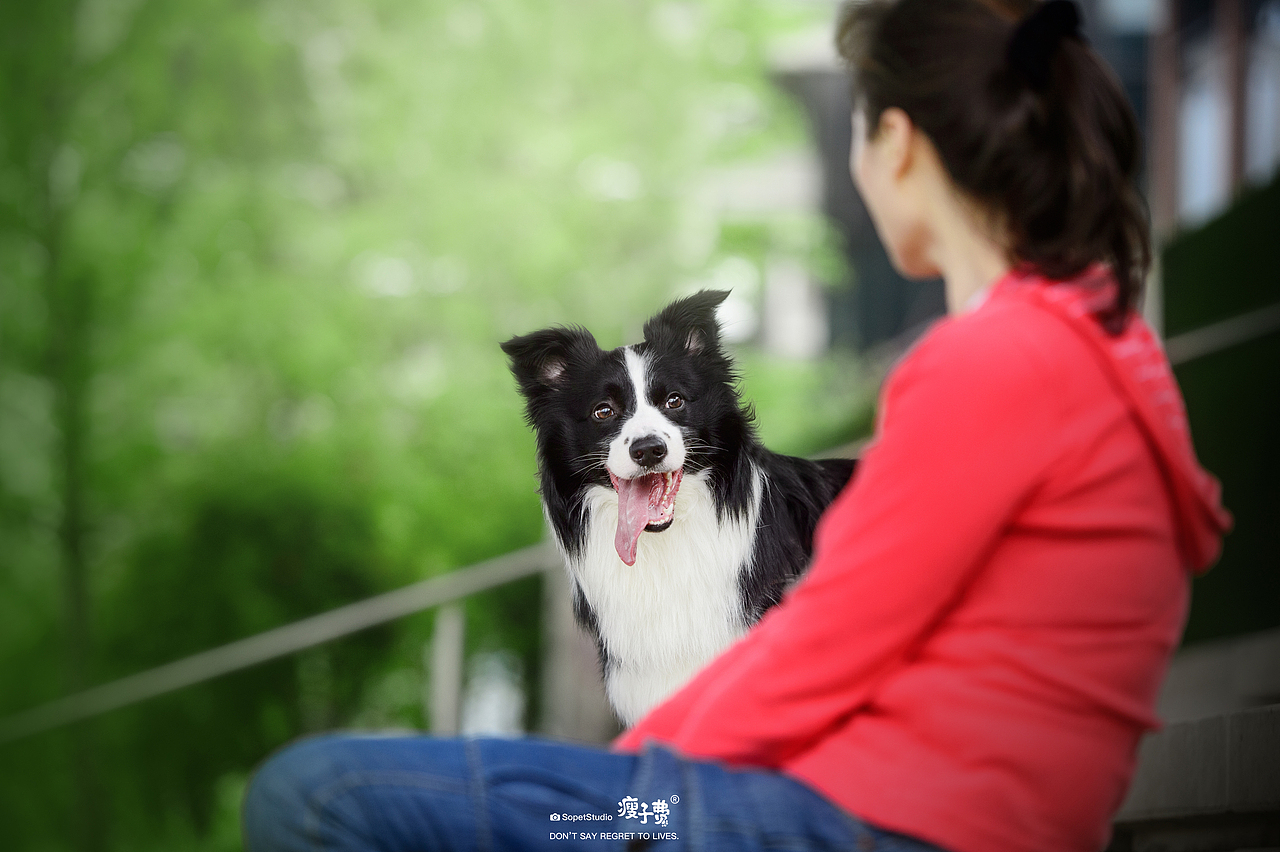 边牧喏喏（图ZMjY4MTc5Mjg0） - 宠物摄影 - 站酷设计师宠物摄影师瘦子费原创素材 - 站酷ZCOOL