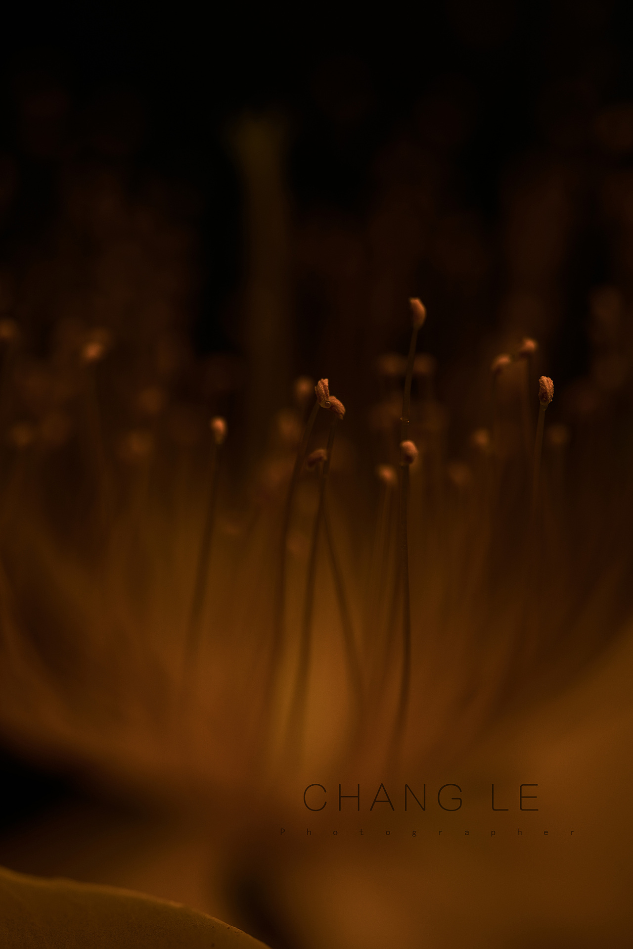 花（图ZMjA5NzU4MzYw） - 风光摄影 - 站酷设计师zzzzccll原创素材 - 站酷ZCOOL