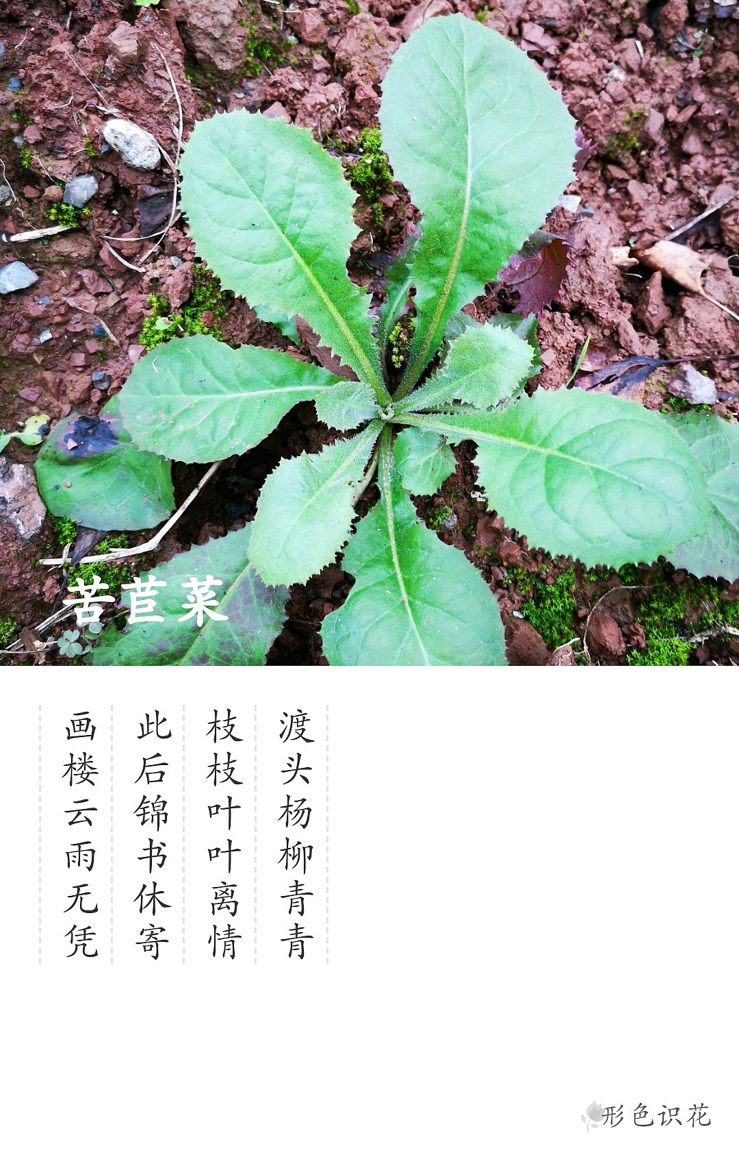 绿植花型一览（图ZMTM2MDM4OTEy） - 产品摄影 - 站酷设计师左I可原创素材 - 站酷ZCOOL