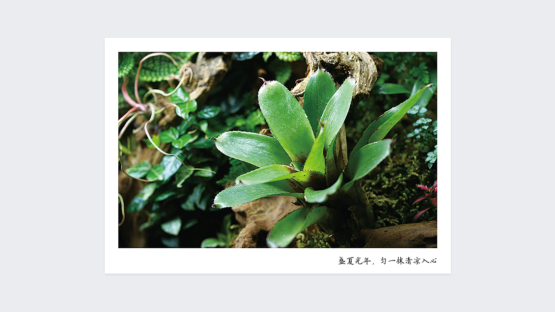 清筑自然 | 明信片 第一版（圖ZMTYwNTk4NDU2） - 宣傳物料 - 站酷設計師YAN_瑩兒原創(chuàng)素材 - 站酷ZCOOL