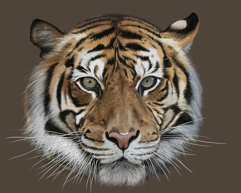 Tiger(图ZMTEyOTIxNTI=) - 创作习作 - 站酷设计师SW伯爵原创素材 - 站酷ZCOOL